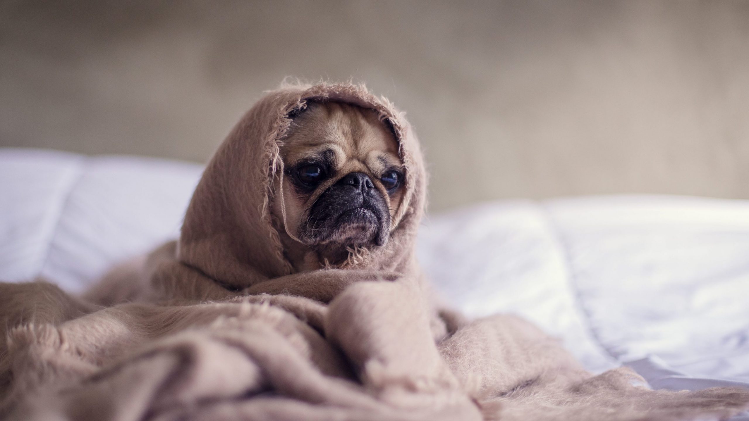 Sad pug in blanket